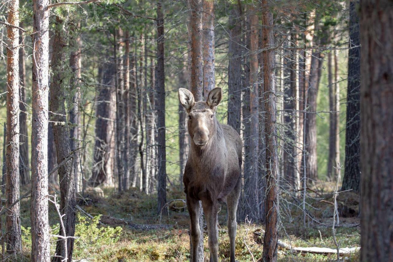 Trolltun Hotel & Hytter Dombås Exteriör bild